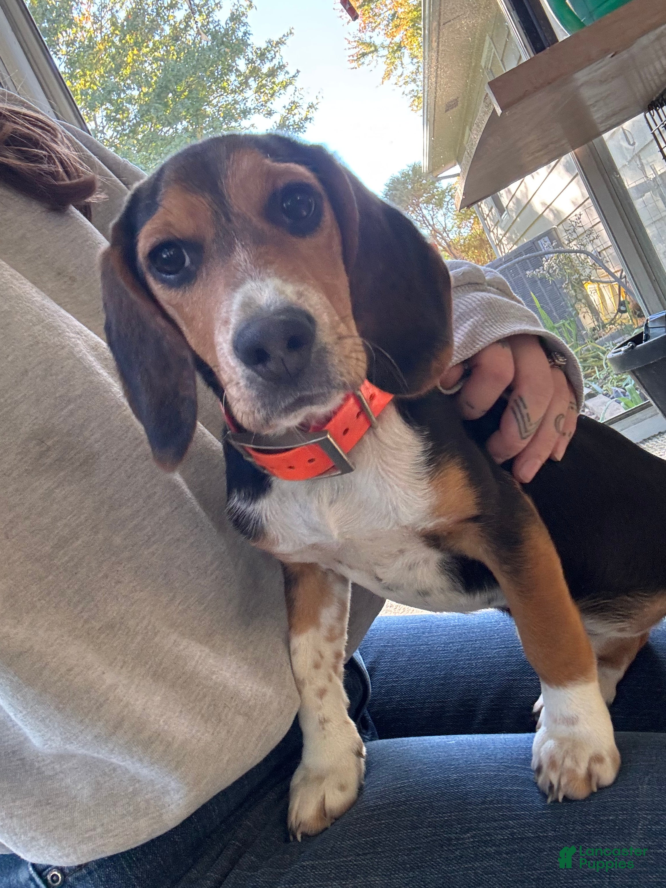 Beagle dogs Rumi - Ad 25