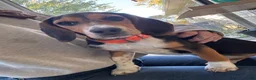 Beagle dogs for sale: Rumi - Ad 1