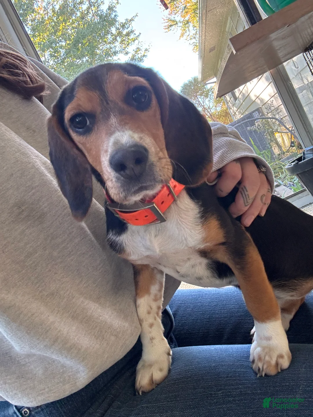 Beagle dogs for sale: Rumi - Ad 1