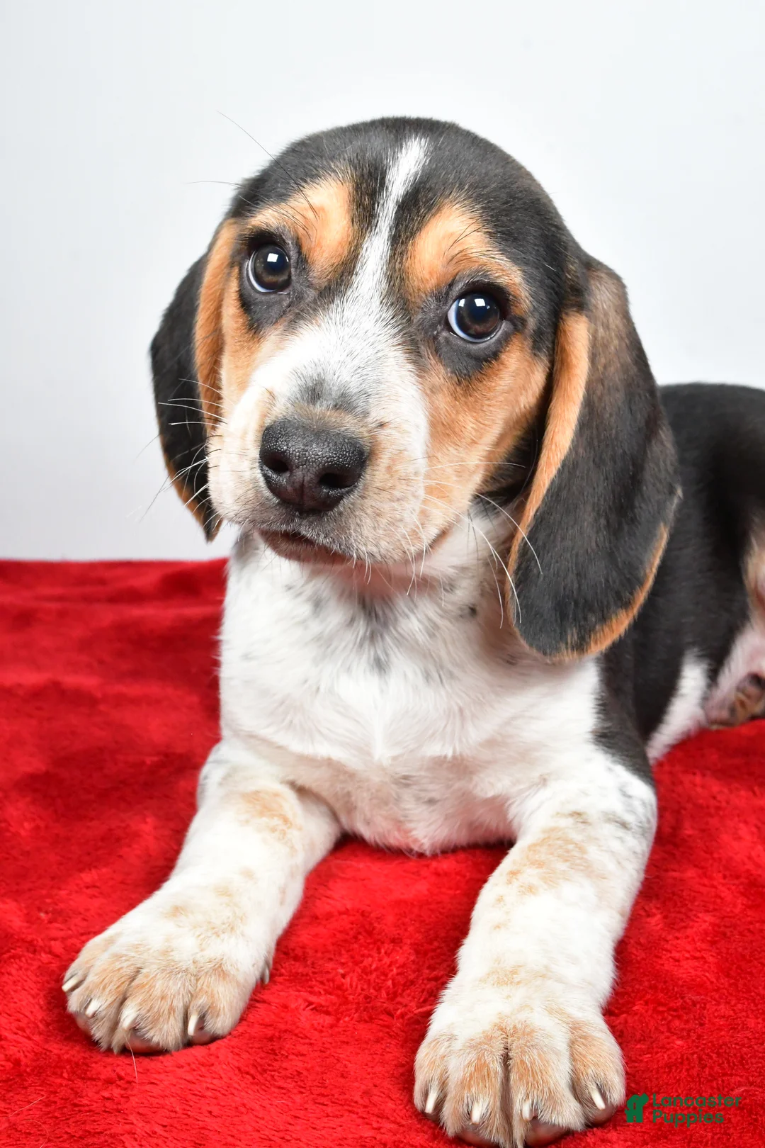 Beagle dogs for sale: Robert - Ad 8