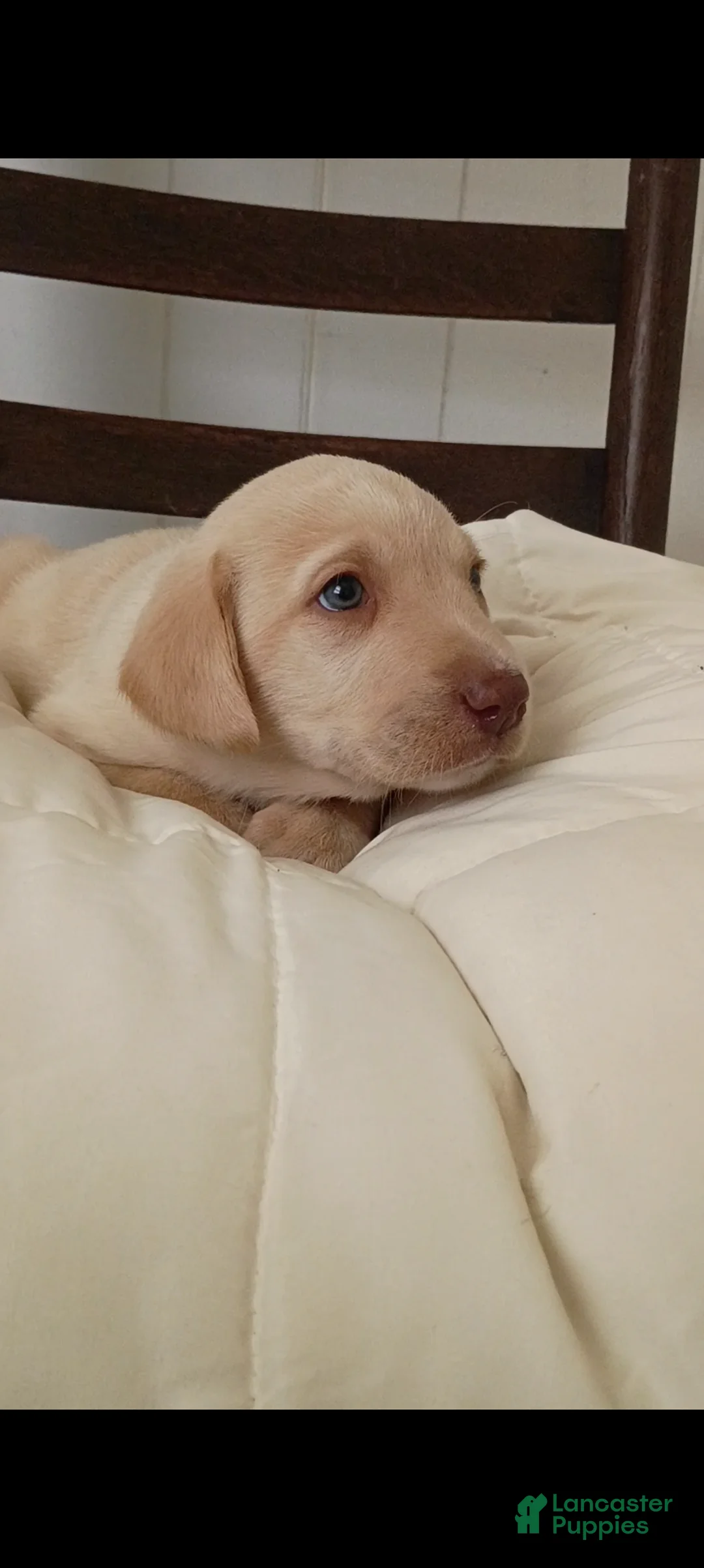 Labrador Retriever dogs for sale: Labrador Retriever Puppy 6 - Ad 2