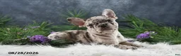 Frenchton dogs for sale: Macy - Ad 5