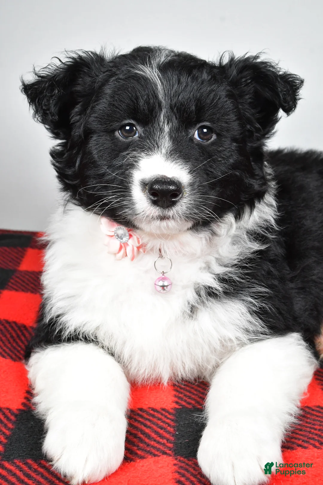 Mixed Breed dogs for sale: Patty - Ad 5