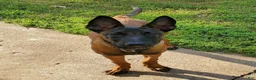 Mixed Breed dogs for sale: Nebula  - Ad 5