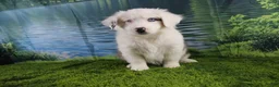 Miniature Australian Shepherd dogs for sale: Irene - Ad 21