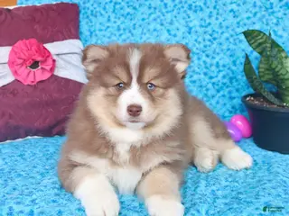 Pomsky dogs for sale: Waldo - Ad 1