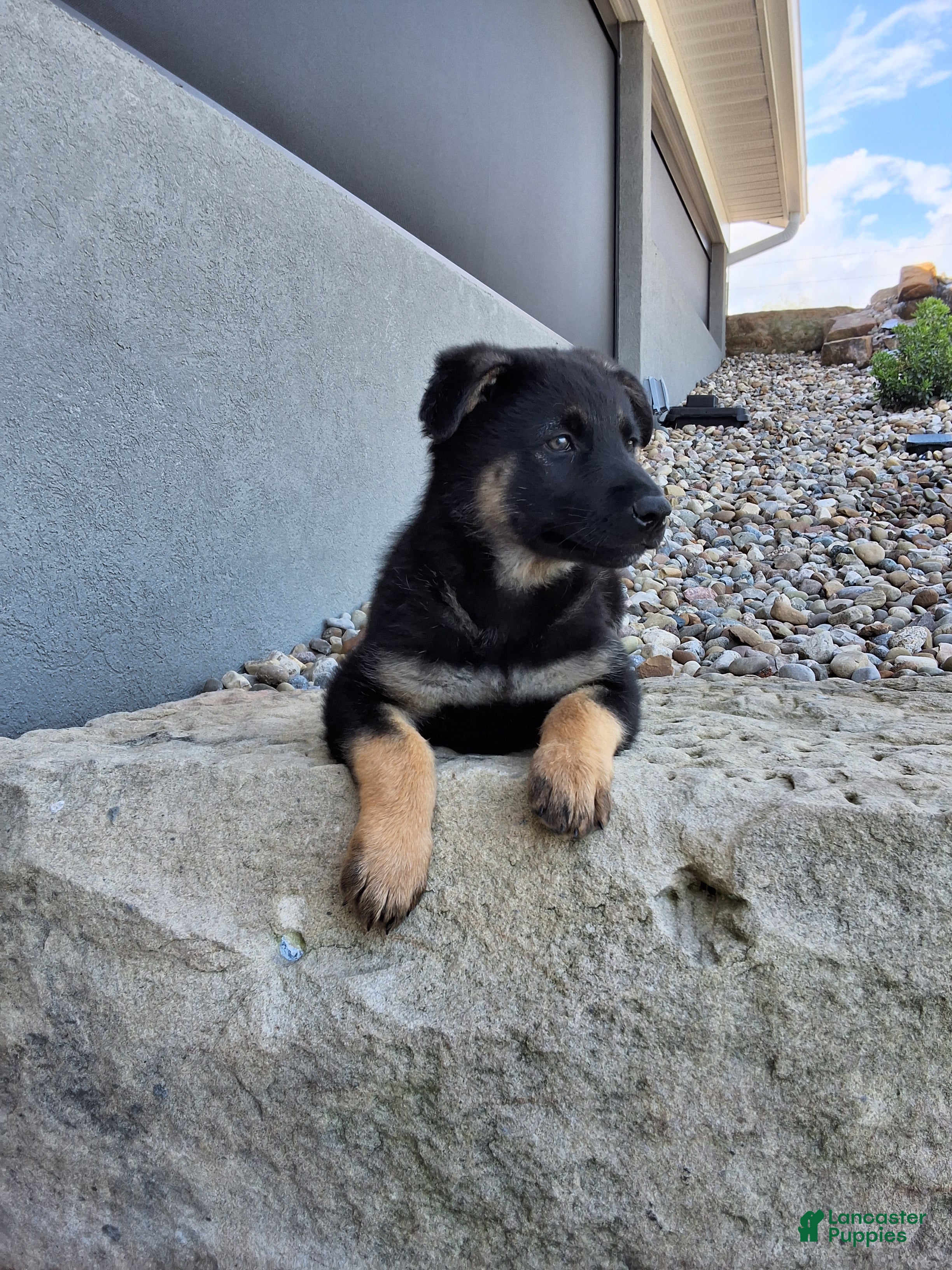 German Shepherd dogs Sasha - Ad 2