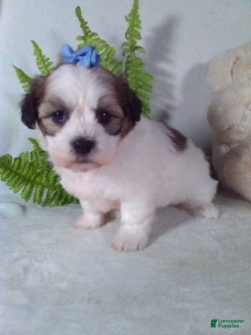 Teddy Bear dogs Candy - Ad 2