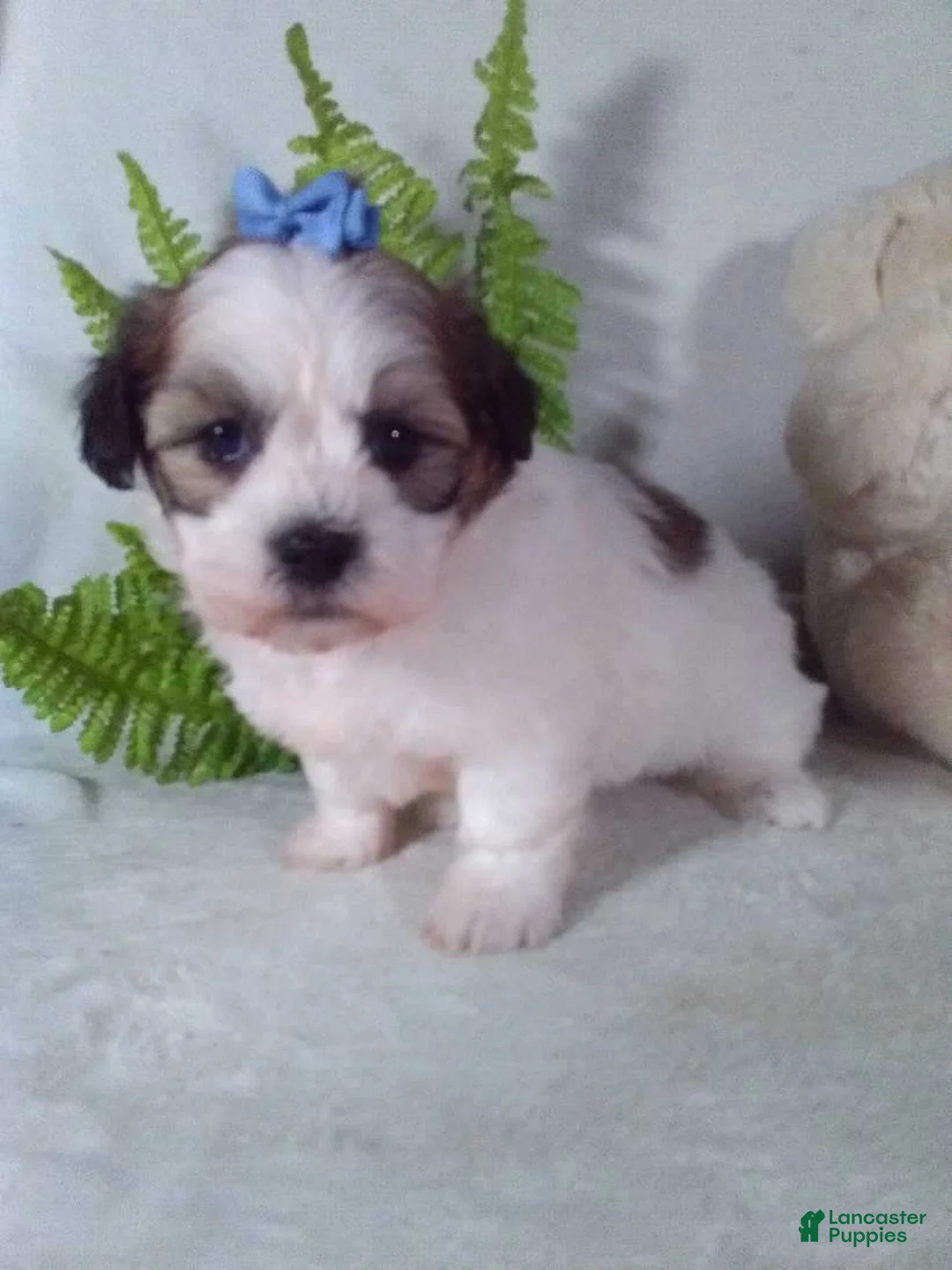 Teddy Bear dogs for sale: Candy - Ad 2