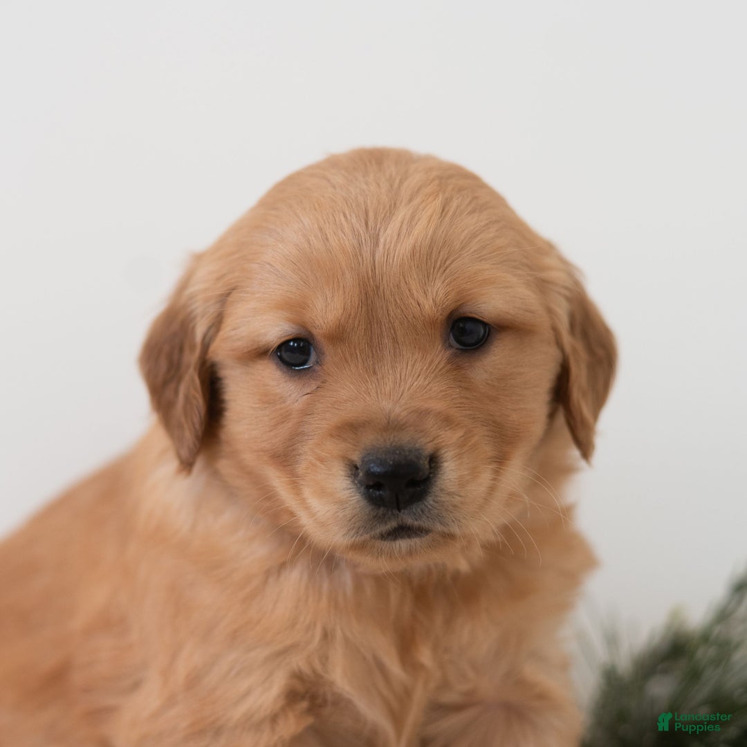Golden Retriever dogs for sale: Pearl  - Ad 2
