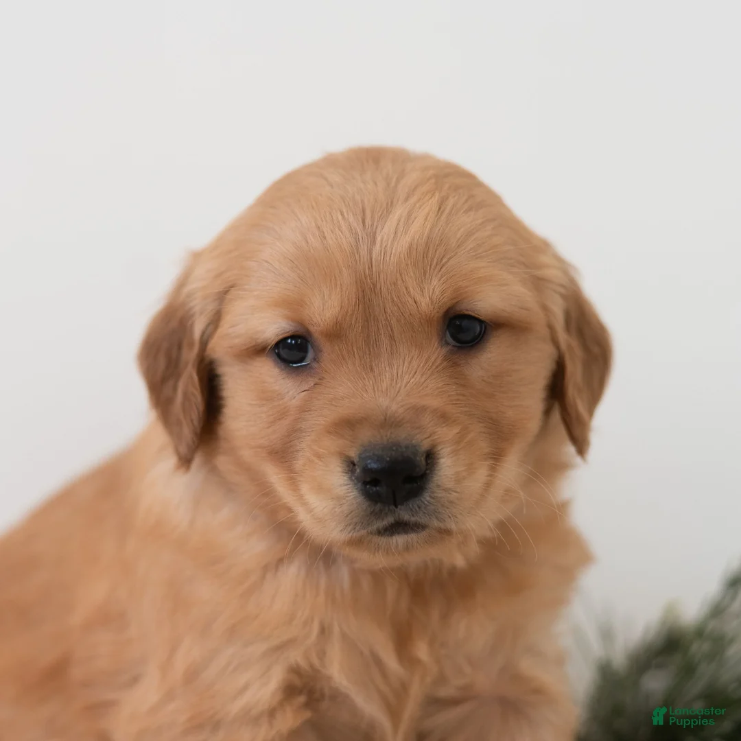 Golden Retriever dogs for sale: Pearl  - Ad 2