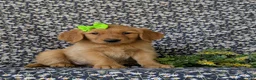 Golden Retriever dogs for sale: Camellia - Ad 3