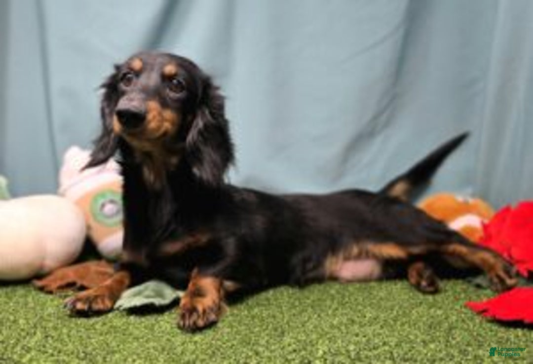 Dachshund dogs for sale: Emmie - Ad 4