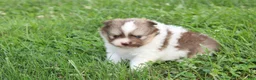 Pomeranian dogs for sale: Bentley  - Ad 12