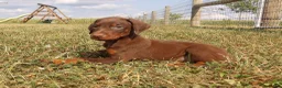 Doberman Pinscher dogs for sale: Mia - Ad 6