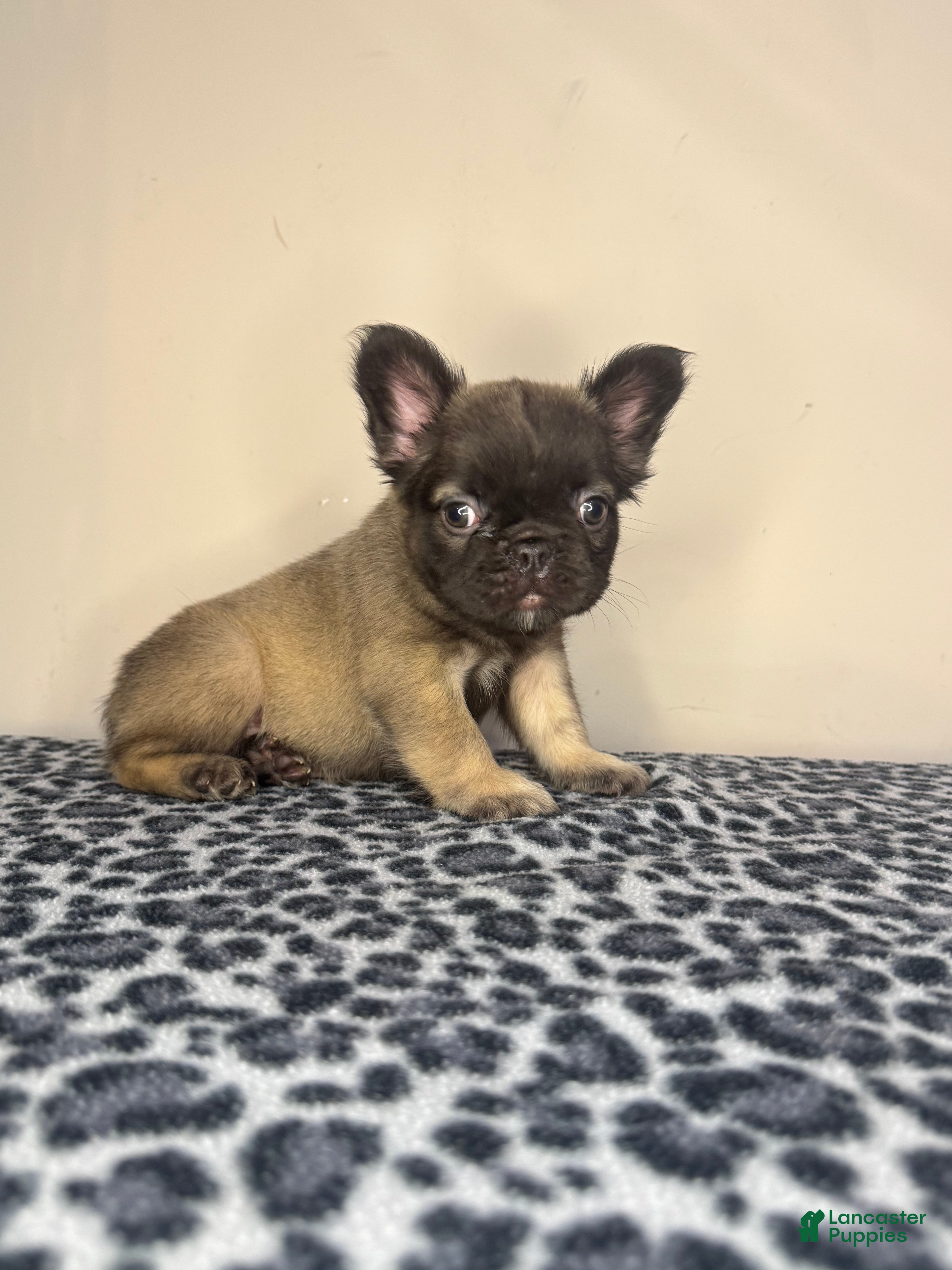 French Bulldog dogs French Bulldog 3 - Ad 27