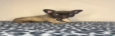 French Bulldog 3