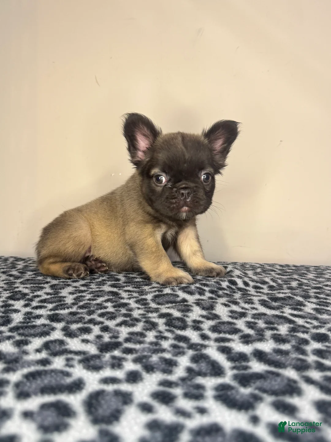 French Bulldog dogs for sale: French Bulldog 3 - Ad 1