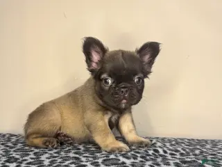 French Bulldog dogs French Bulldog 3 - Ad 33