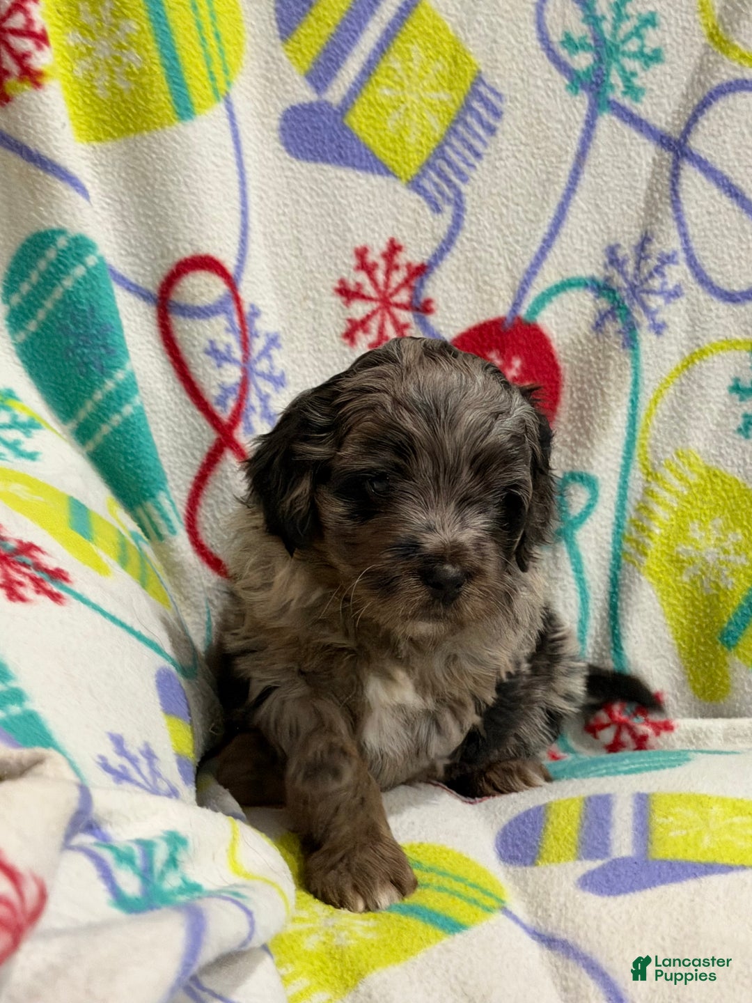 Mini Aussiedoodle dogs for sale: Cody - Ad 6