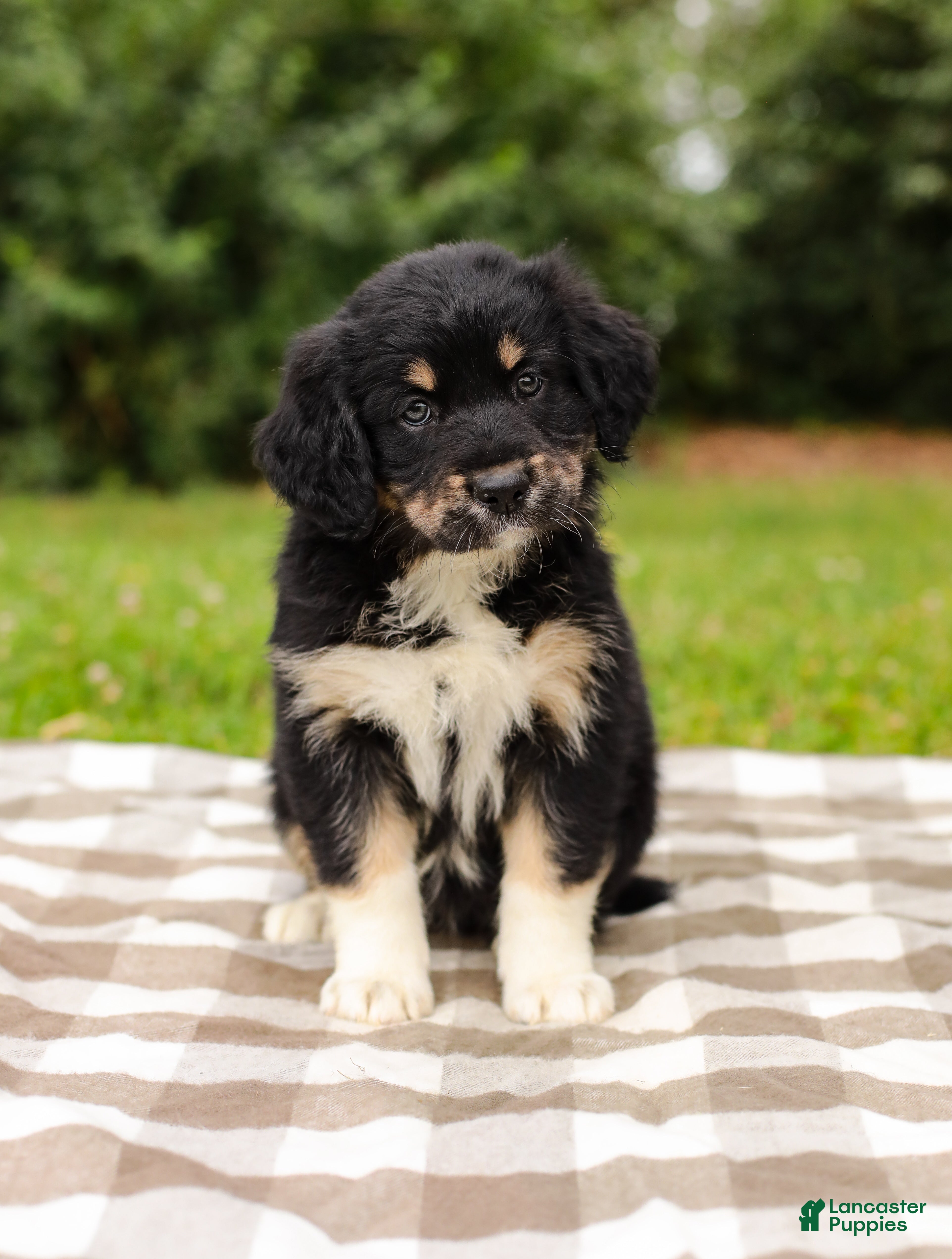 Aussiedoodle dogs Paige Standard Sized - Ad 2