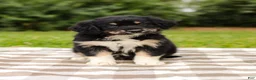 Aussiedoodle dogs for sale: Paige Standard Sized - Ad 3