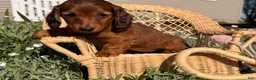 Dachshund dogs for sale: Tulip - Ad 5