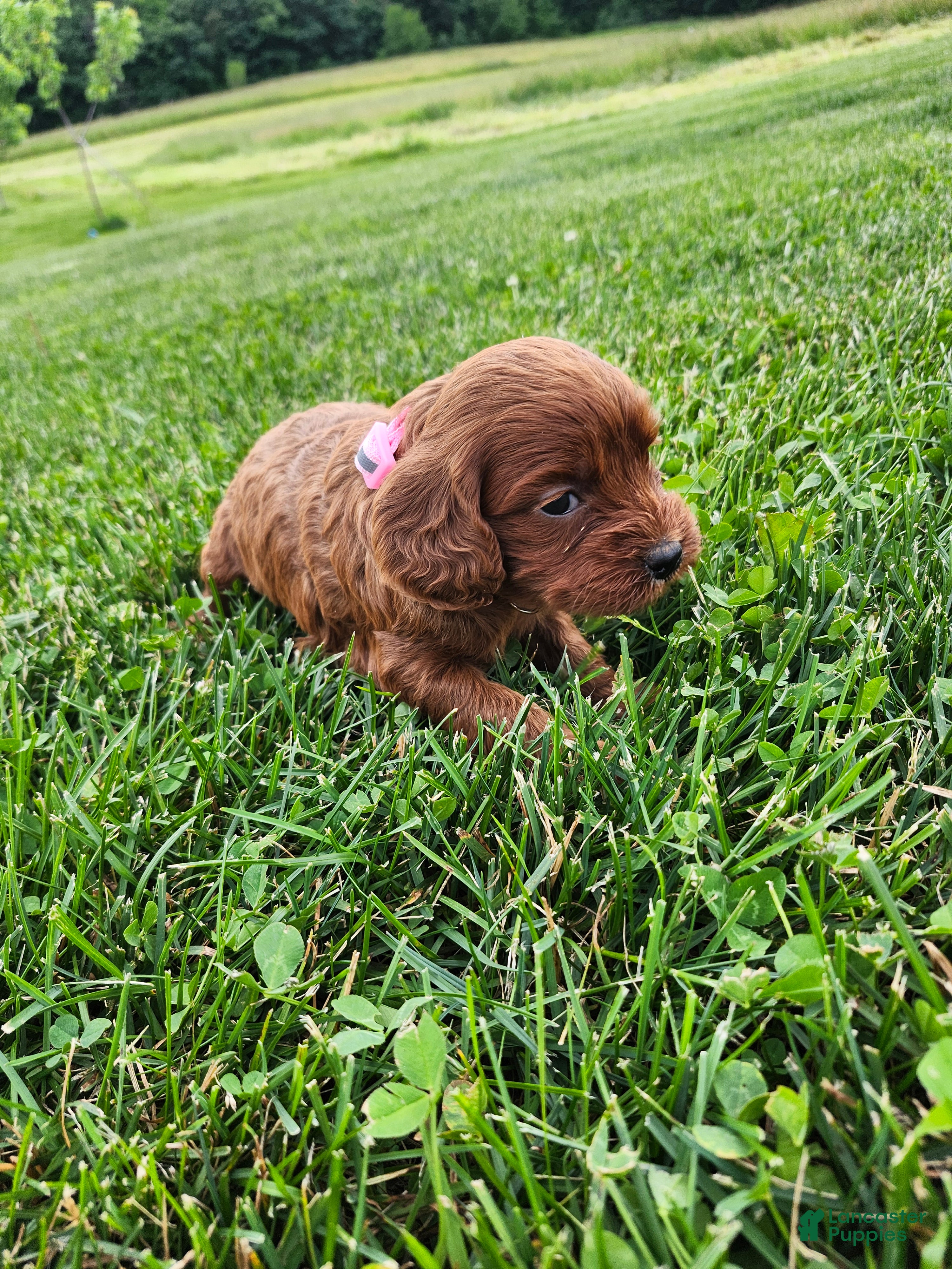 Cavapoo dogs Fiona  - Ad 1