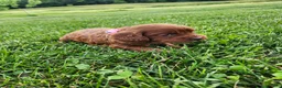 Cavapoo dogs for sale: Fiona  - Ad 2