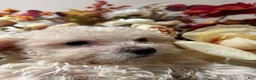 Miniature Poodle dogs for sale: Miniature Poodle 1 - Ad 3