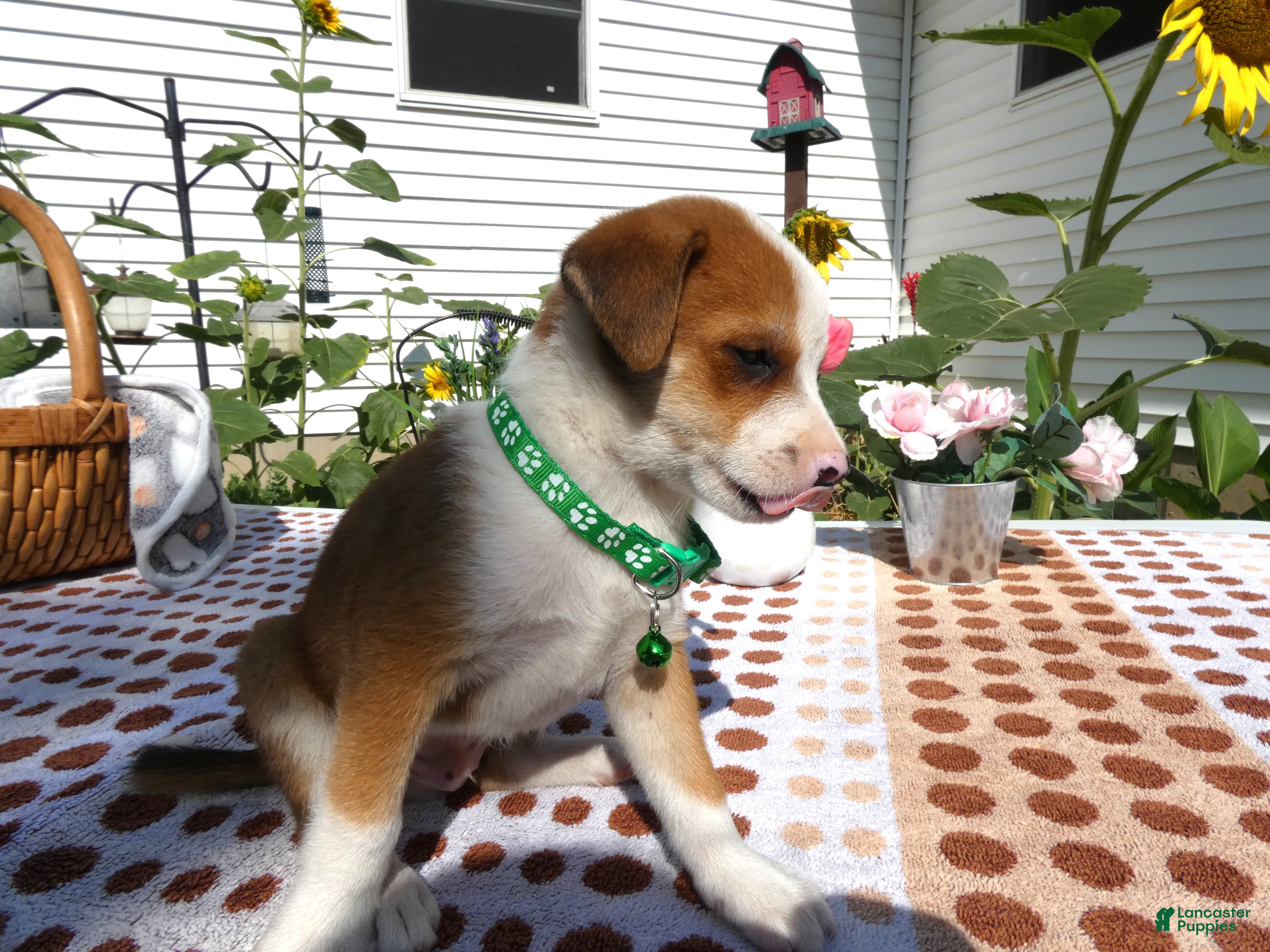 Jack Chi dogs Jack Chi 3 Charlie - Ad 39