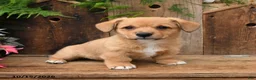 Mixed Breed dogs for sale: Colton - Ad 3