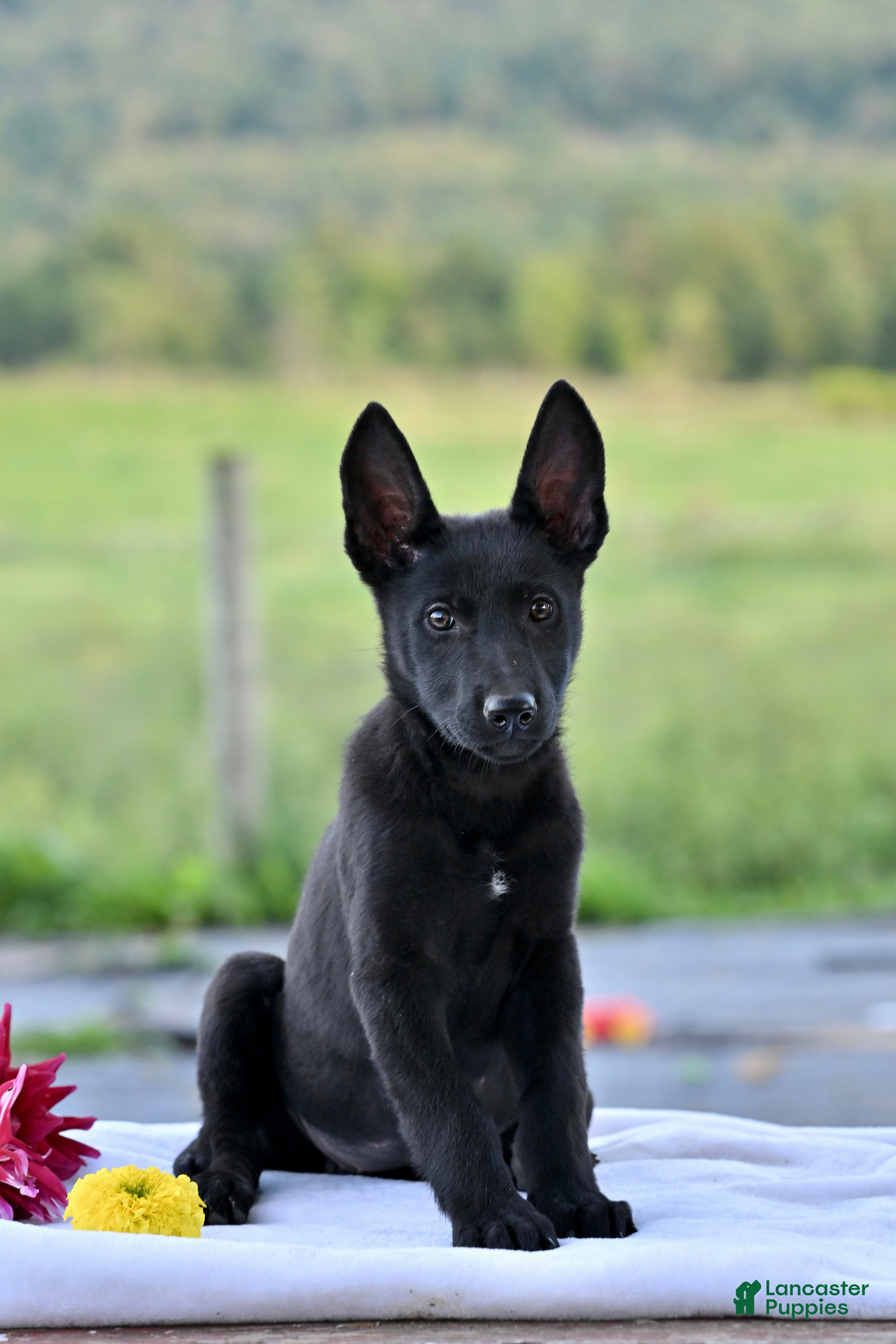 German Shepherd dogs Callie - Ad 2