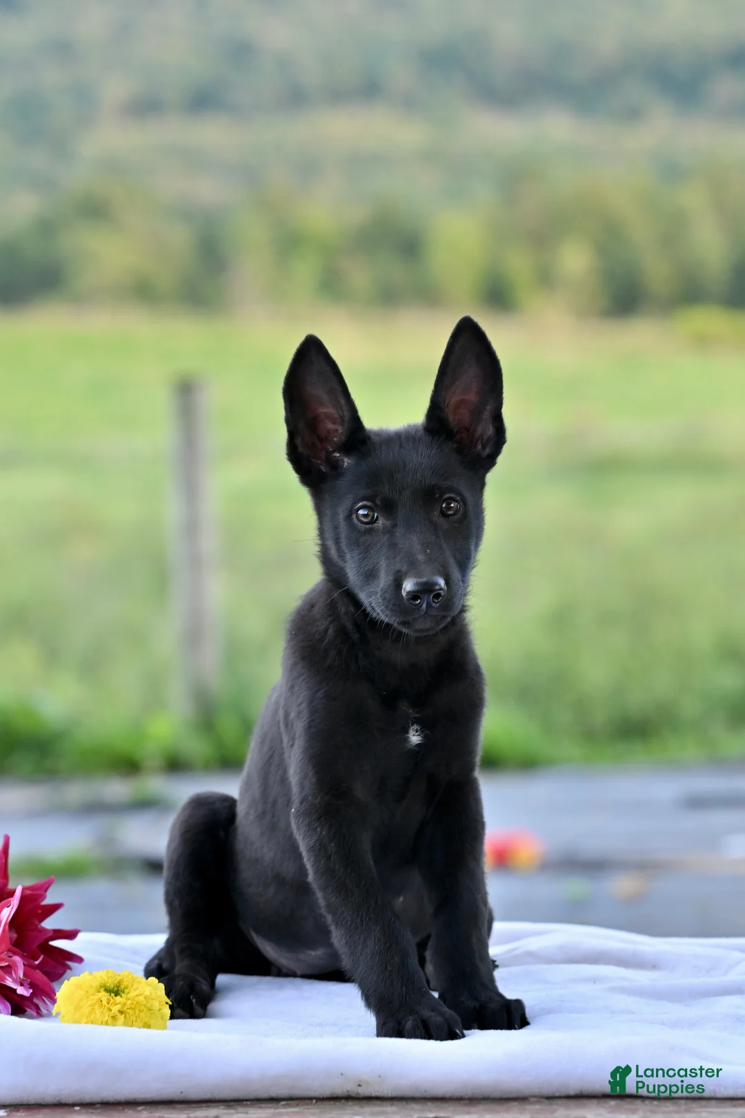 German Shepherd dogs for sale: Callie - Ad 2