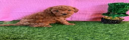 Toy Poodle dogs for sale: Rusty - Ad 1