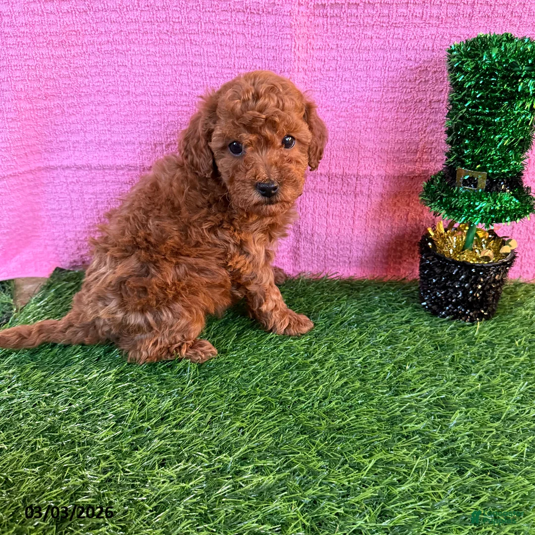 Toy Poodle dogs for sale: Rusty - Ad 1