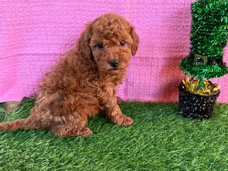 Toy Poodle dogs for sale: Rusty - Ad 2