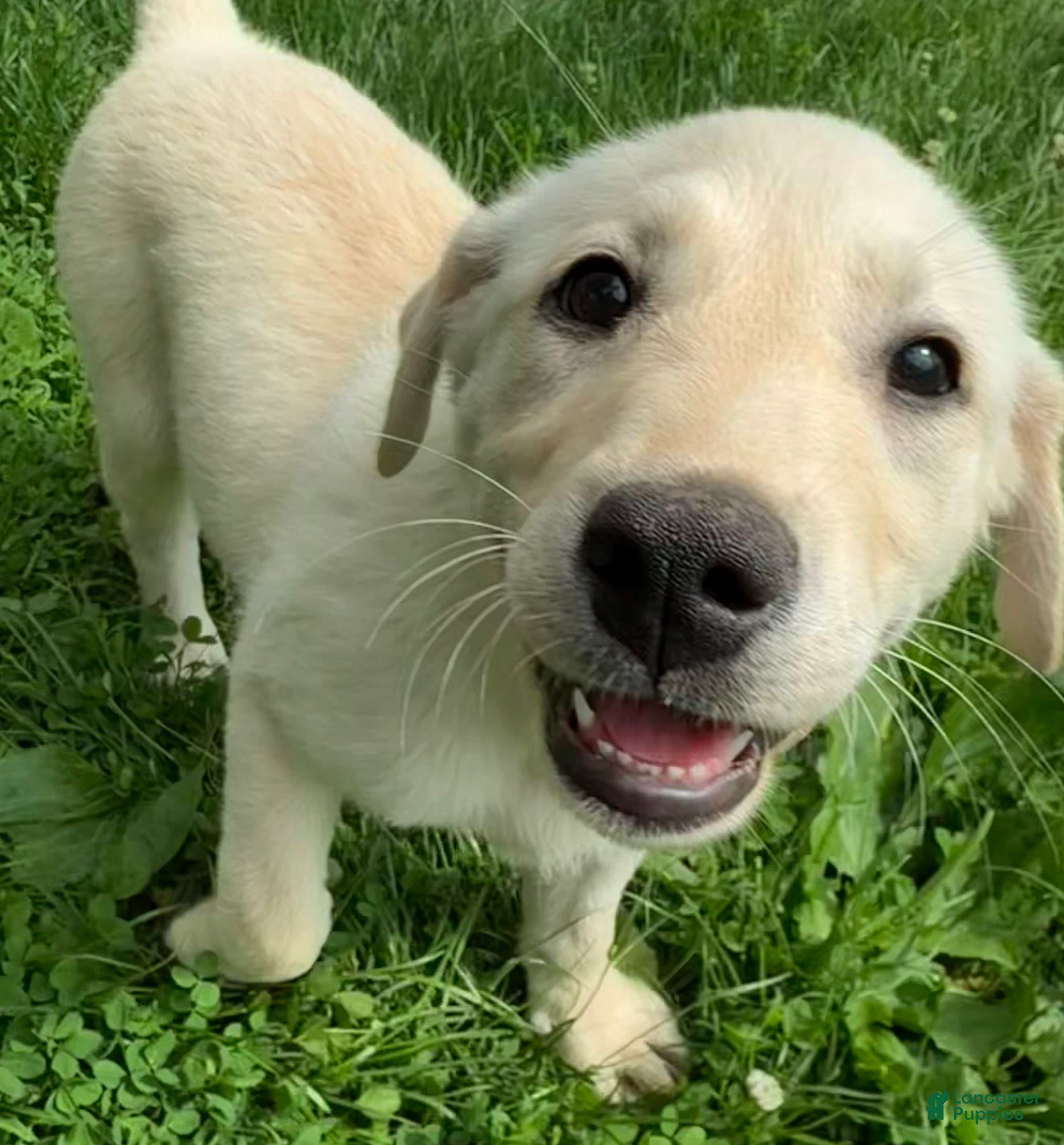 Mixed Breed dogs Mixed Breed 4 - Ad 17