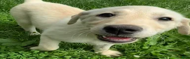 Mixed Breed 4