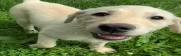 Mixed Breed dogs for sale: Mixed Breed 4 - Ad 1