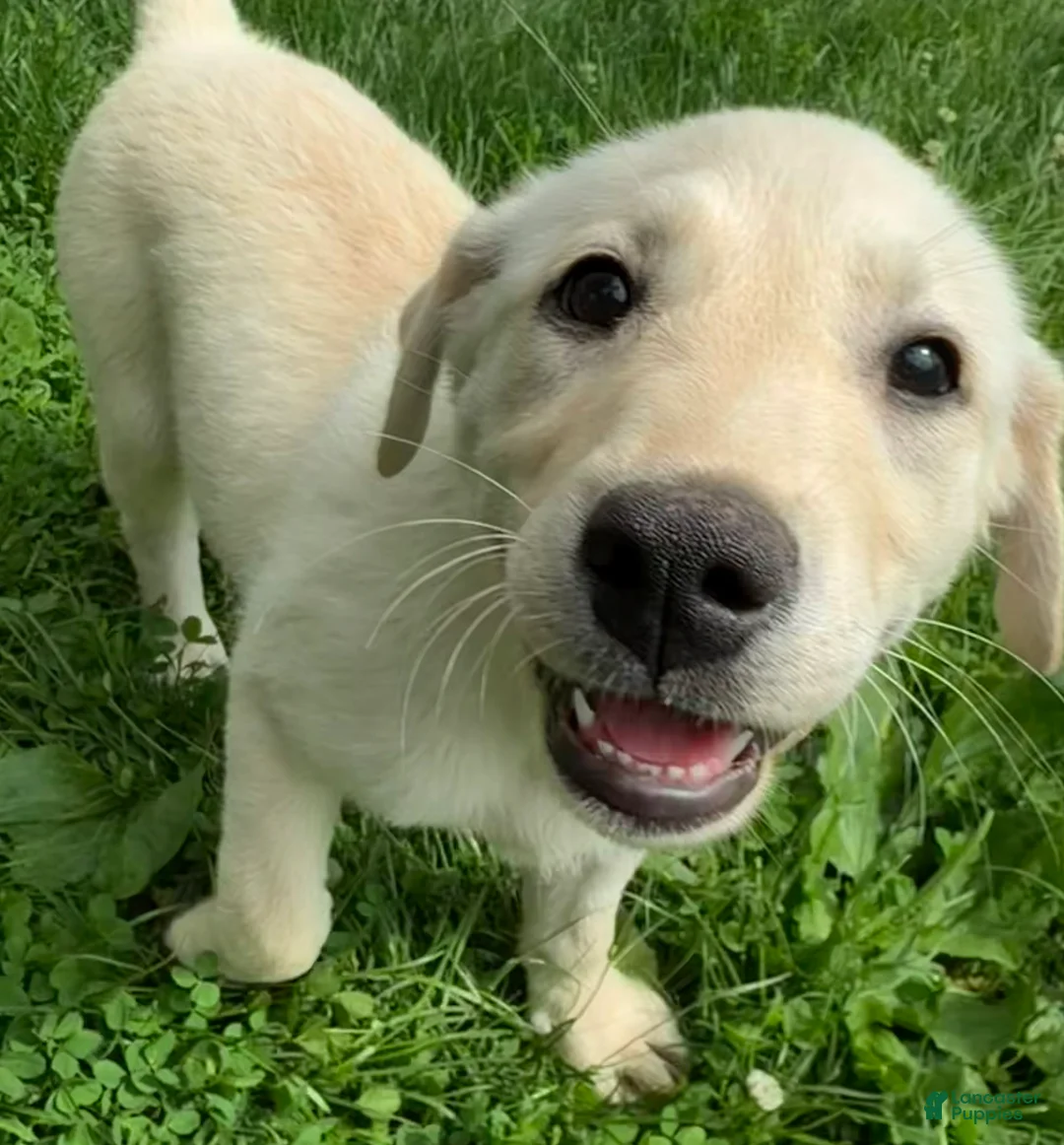 Mixed Breed dogs for sale: Mixed Breed 4 - Ad 1