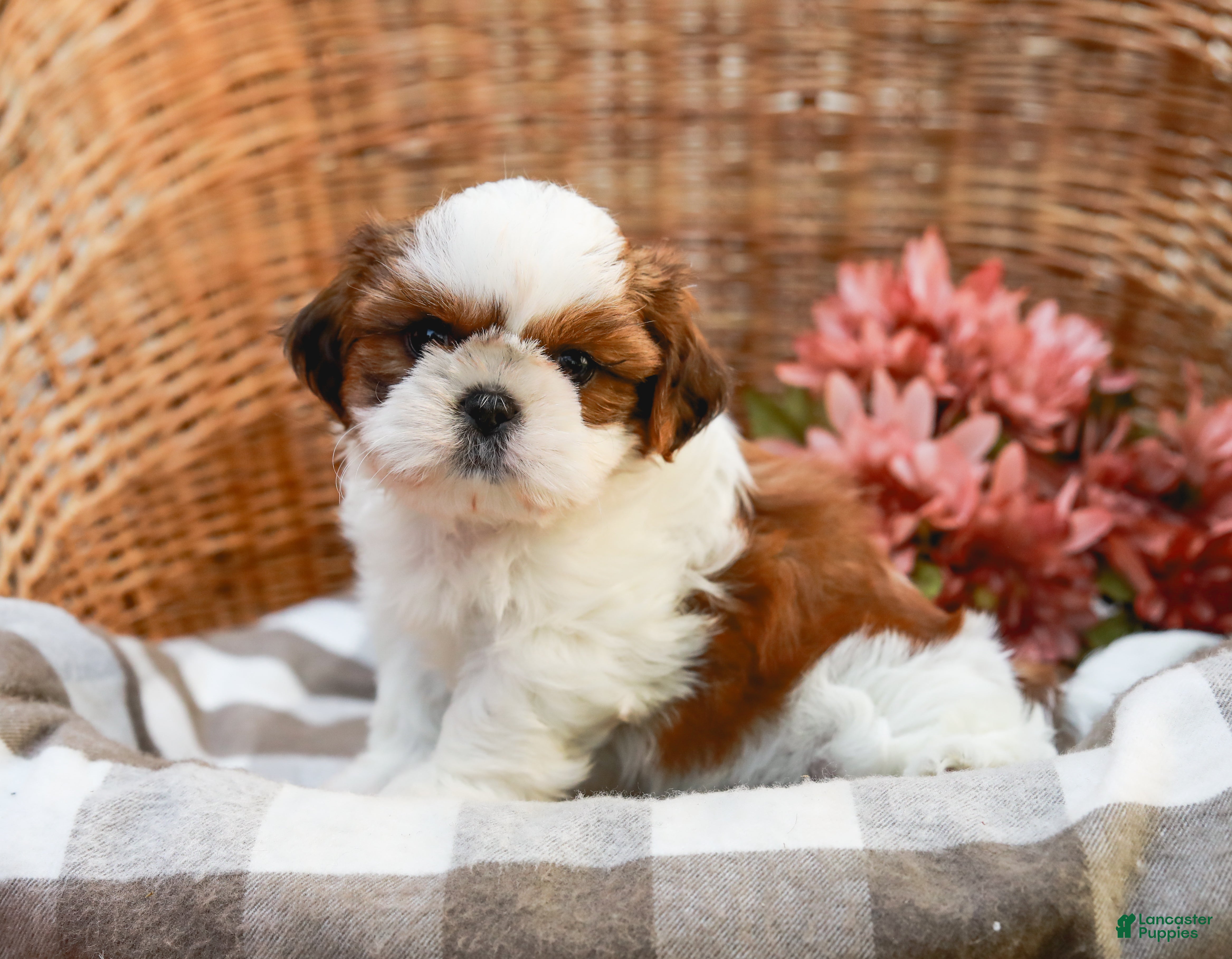 Shih Tzu dogs Austin - Ad 2