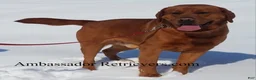 Labrador Retriever dogs for sale: Roxy - Ad 5