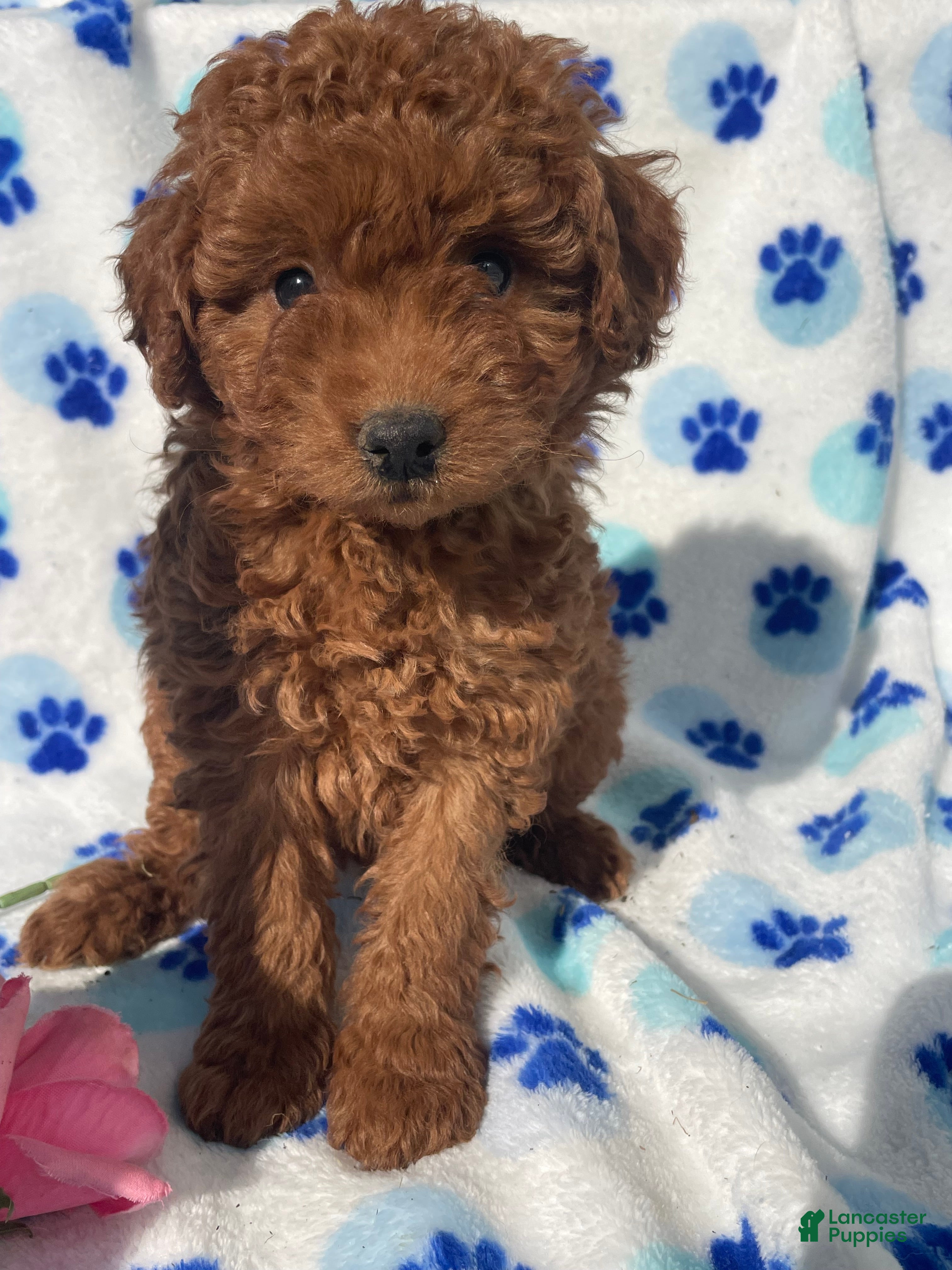 Mini Goldendoodle dogs Jade - Ad 31