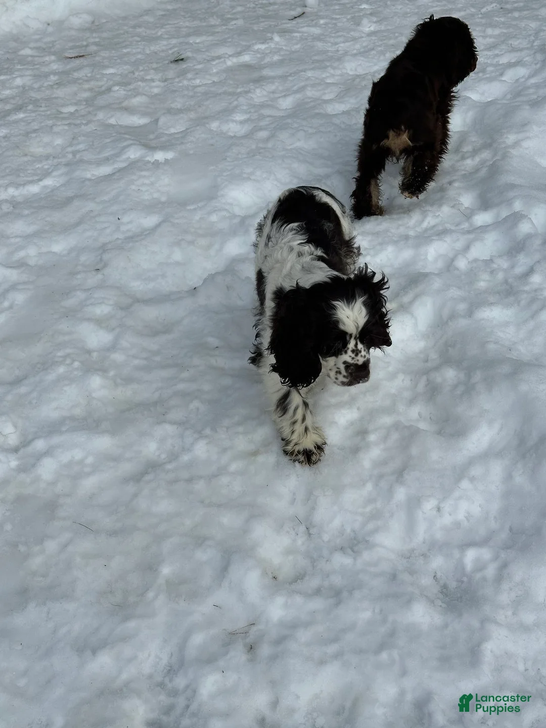 Cocker Spaniel dogs for sale: Cocker Spaniel Puppy 4 - Ad 2