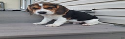 Beagle dogs for sale: RANGER - Ad 4