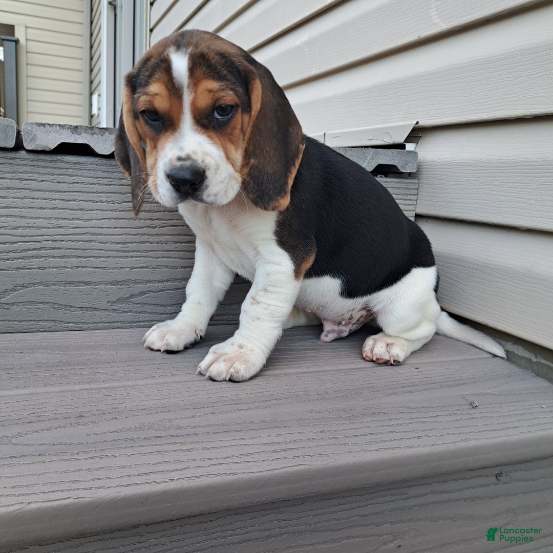 Beagle dogs for sale: RANGER - Ad 4