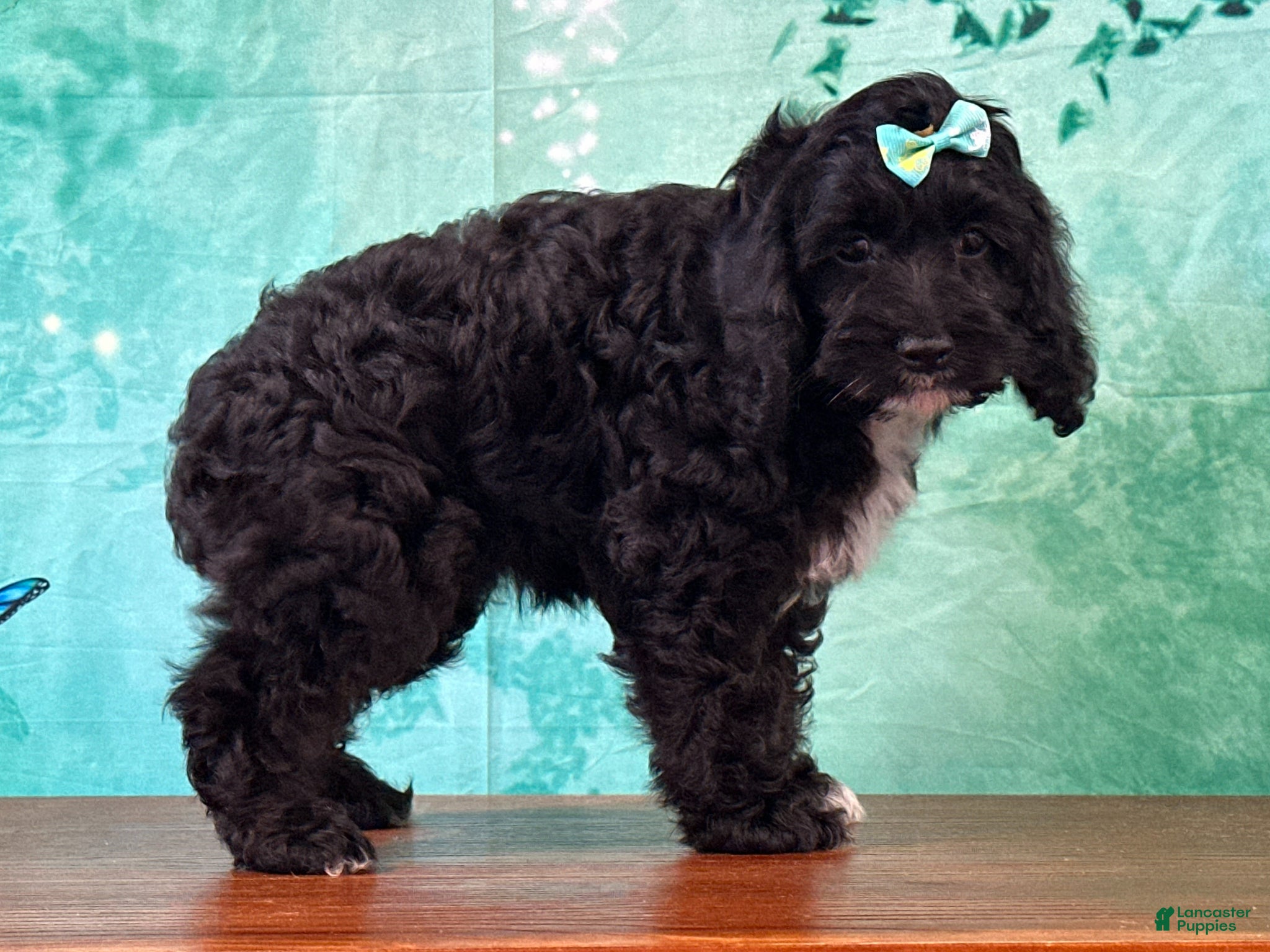 Cockapoo dogs Cloe - Ad 1