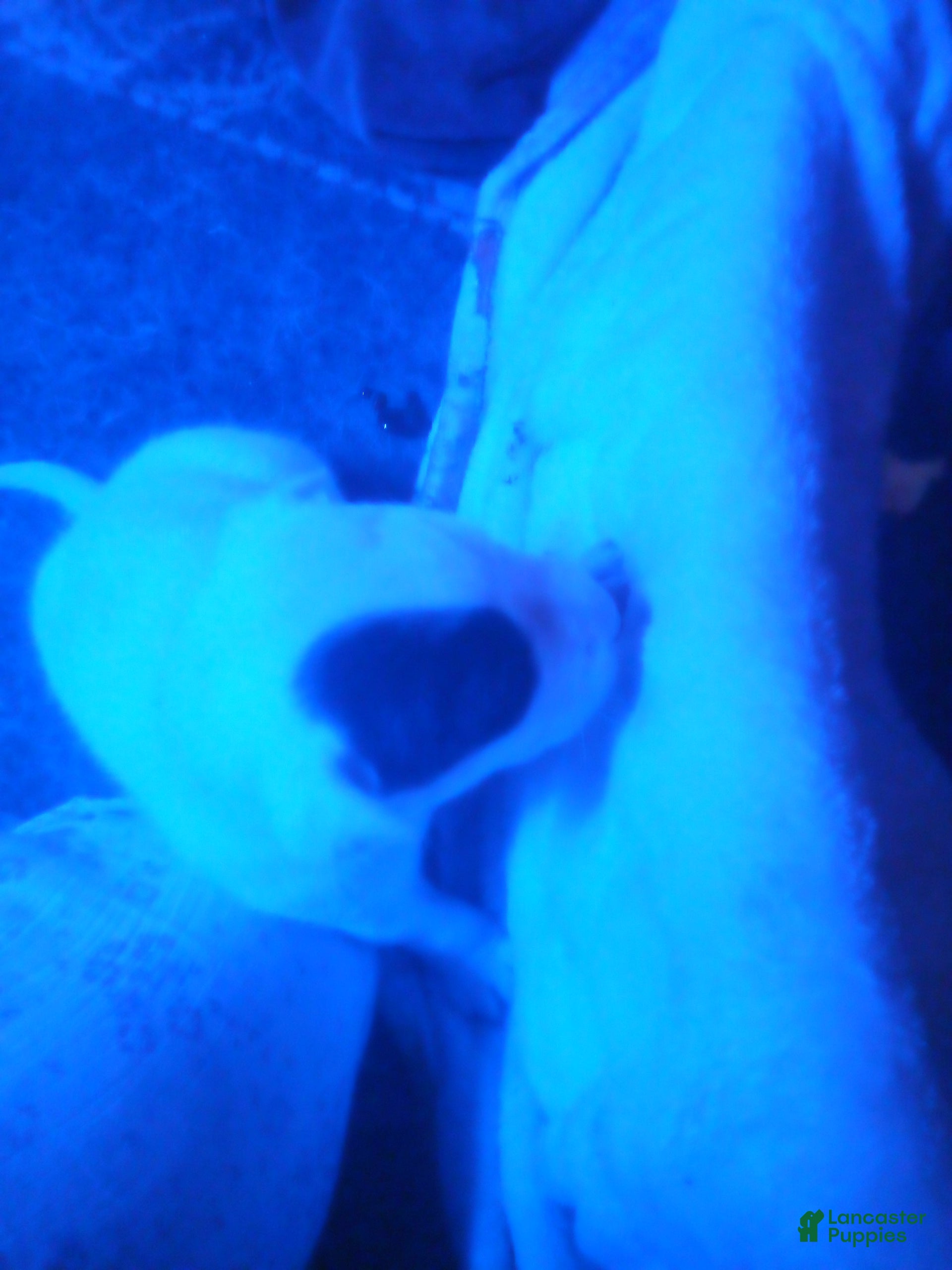 Mixed Breed dogs Mixed Breed Puppy 4 - Ad 28