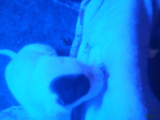 Mixed Breed dogs Mixed Breed Puppy 4 - Ad 5